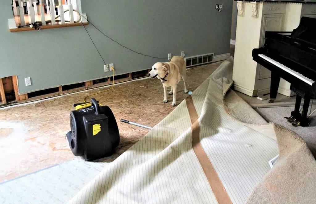 Storm water rug damage restoration