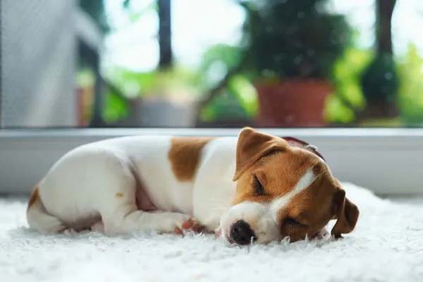 Pet Stains and Odor Removal